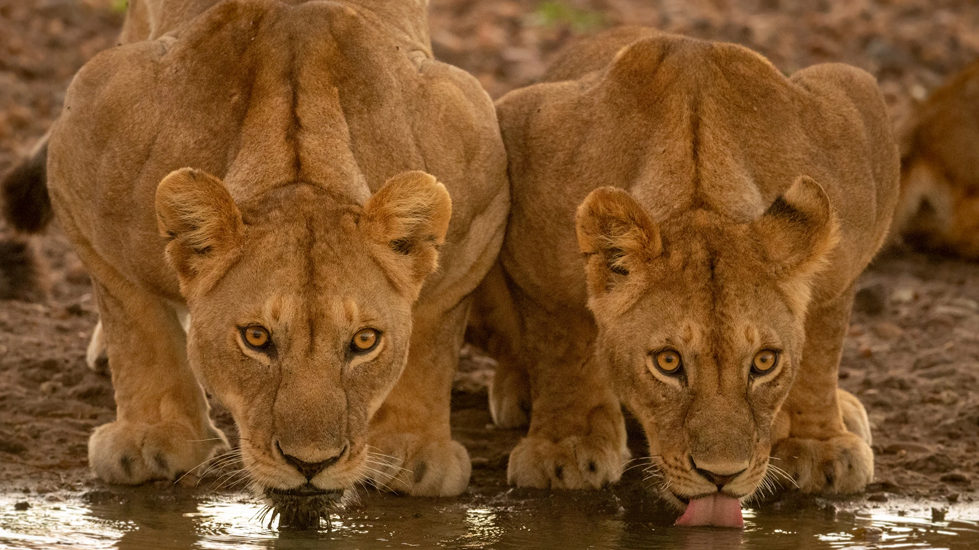 Tanzania Safari Adventure Tarangire, Serengeti & Ngorongoro Crater