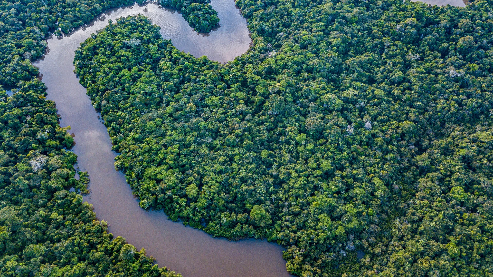The Amazon Rainforest