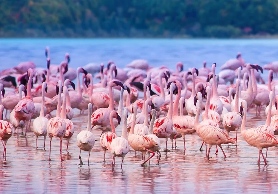 The Great Rift Valley Lakes 