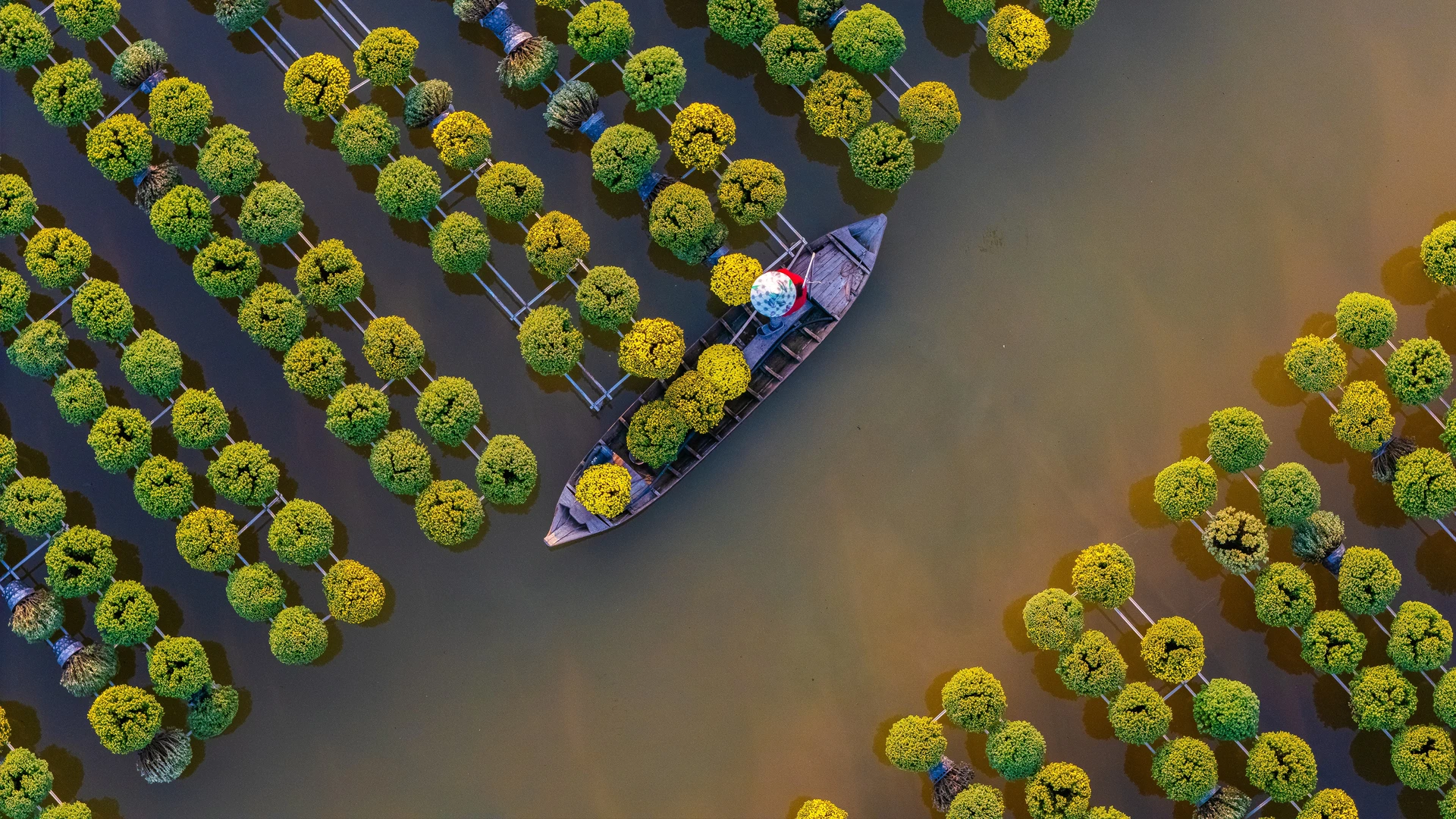 The Mekong Delta 