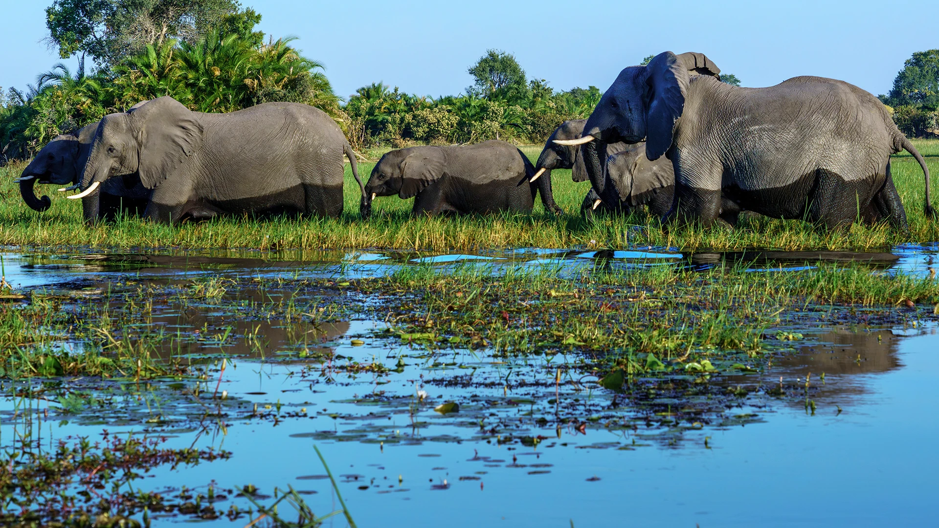 The Okavango Delta