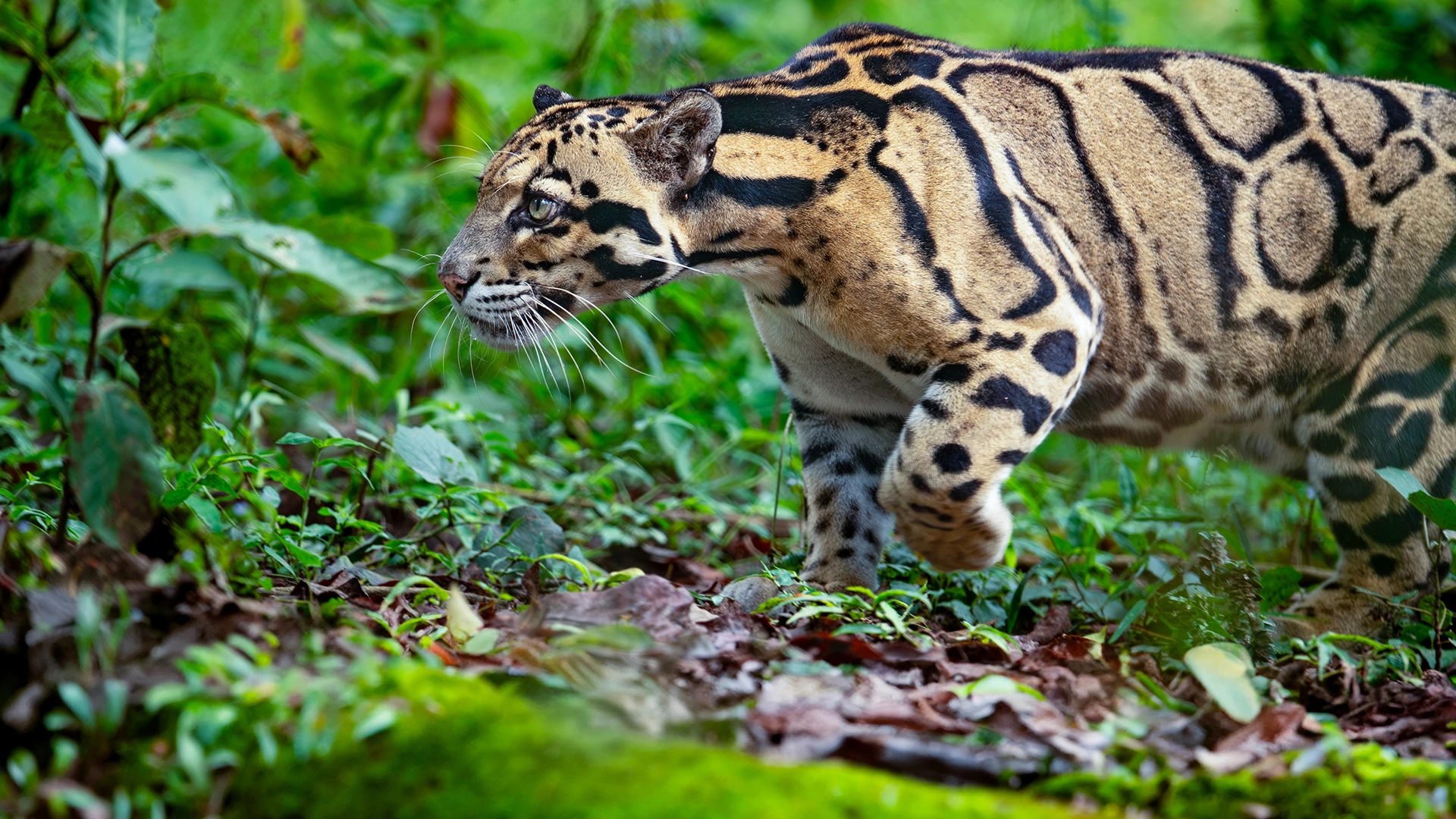 The elusive clouded Leopard
