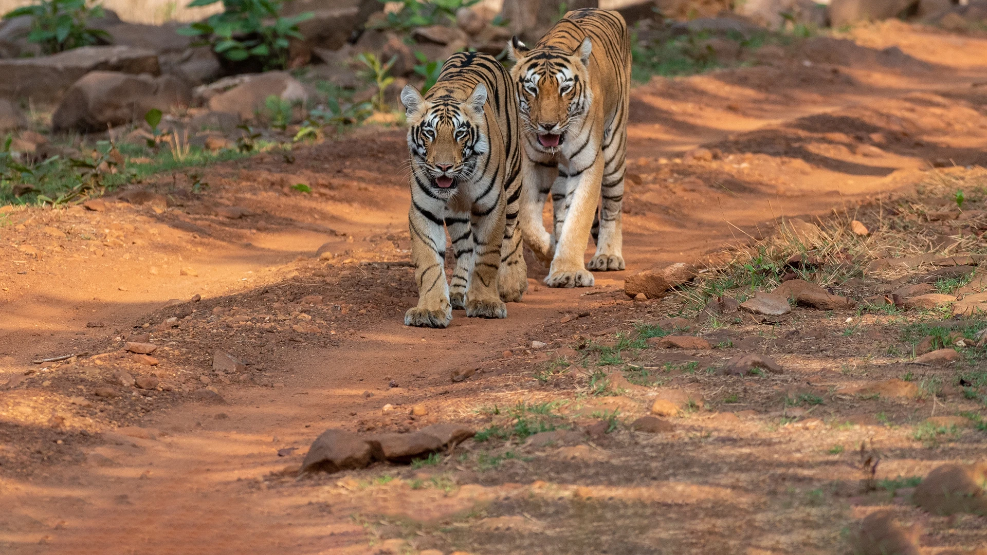 Ranthambore & National Parks