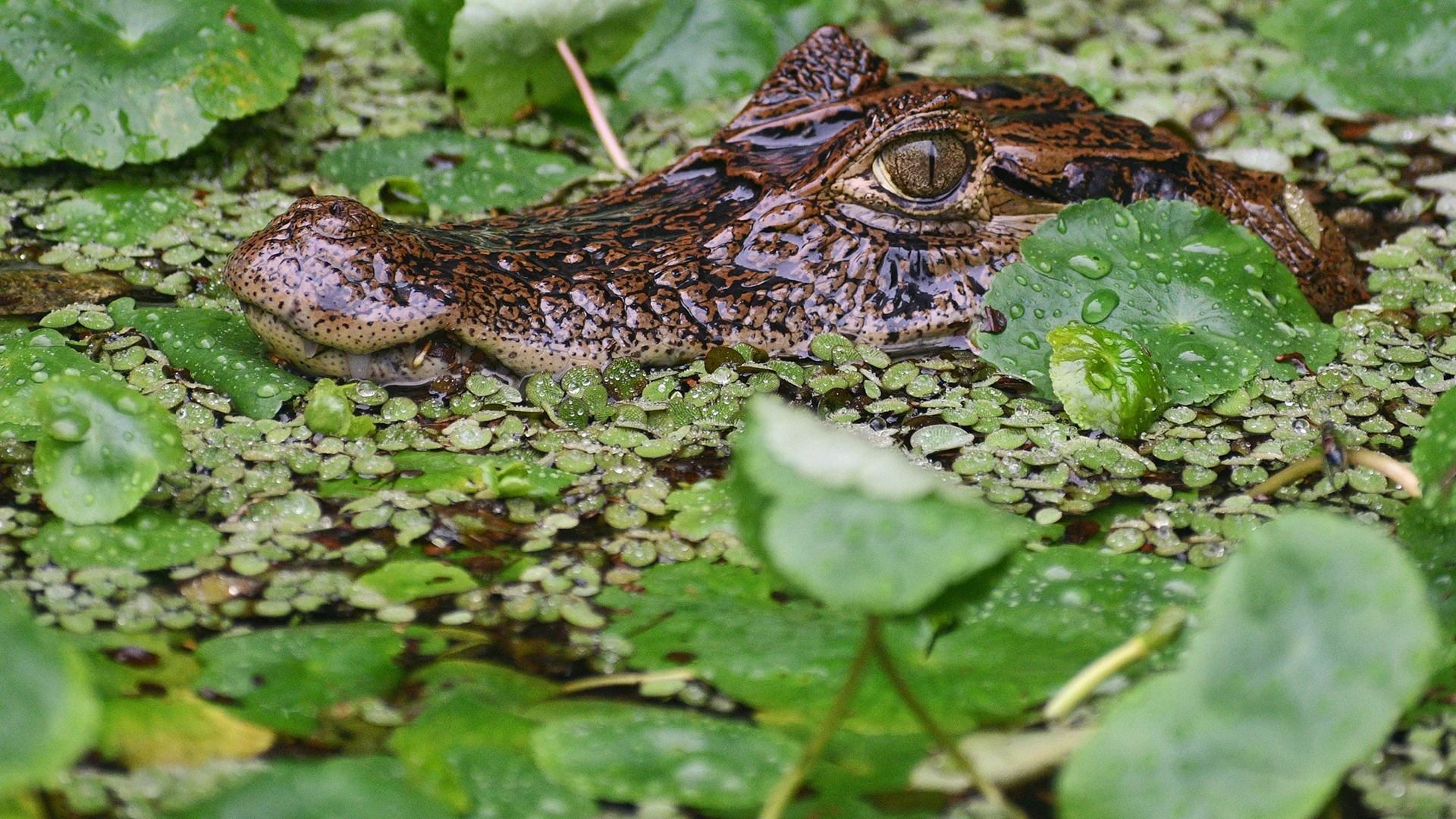 Tortuguero National Park