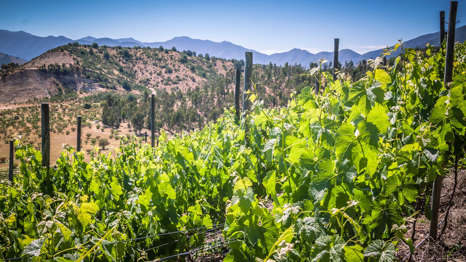 Vineyard Casablanca Valley Chile