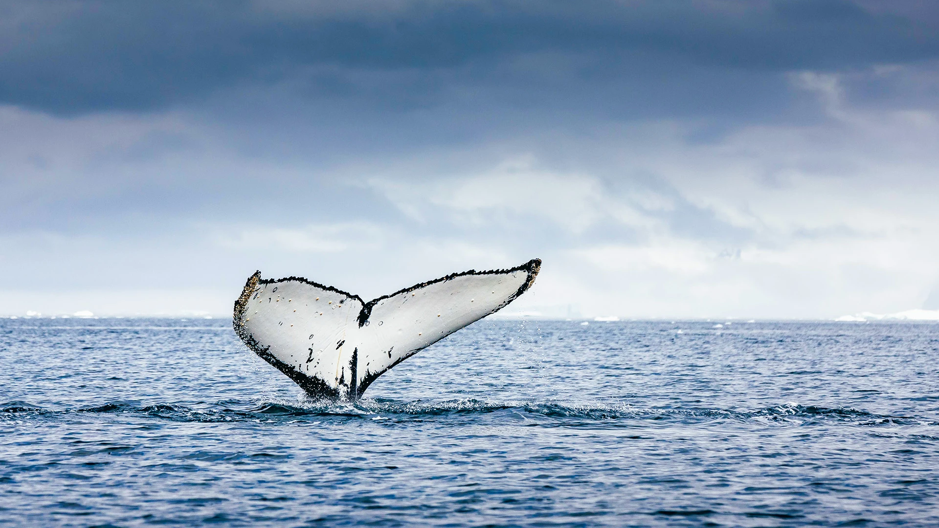 Whale Quark Expeditions Antarctica