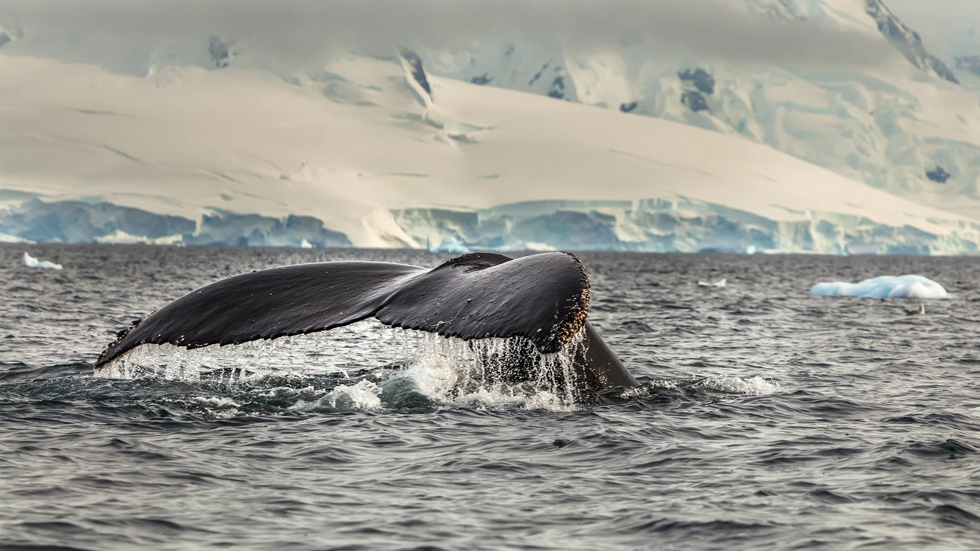 Whale spotting when crossing the Drakes Passage