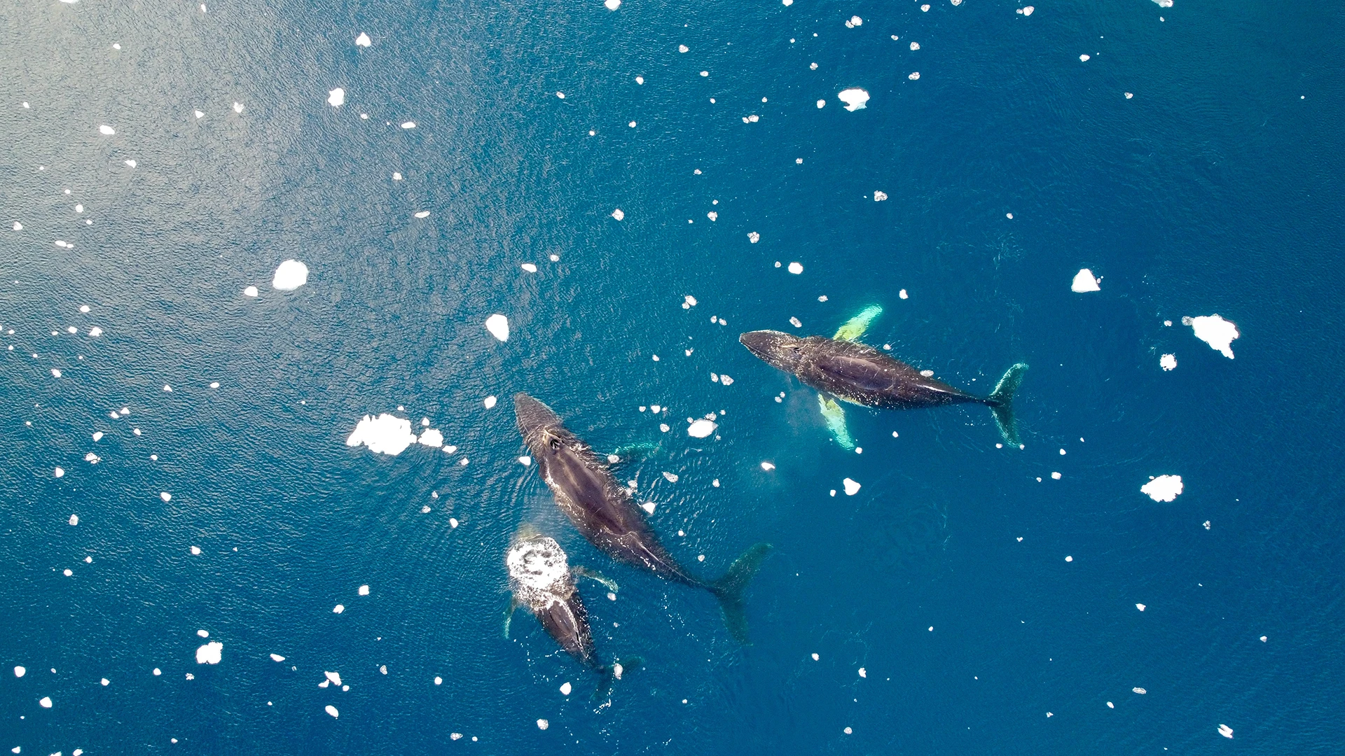 Whales At Sea Antarctica