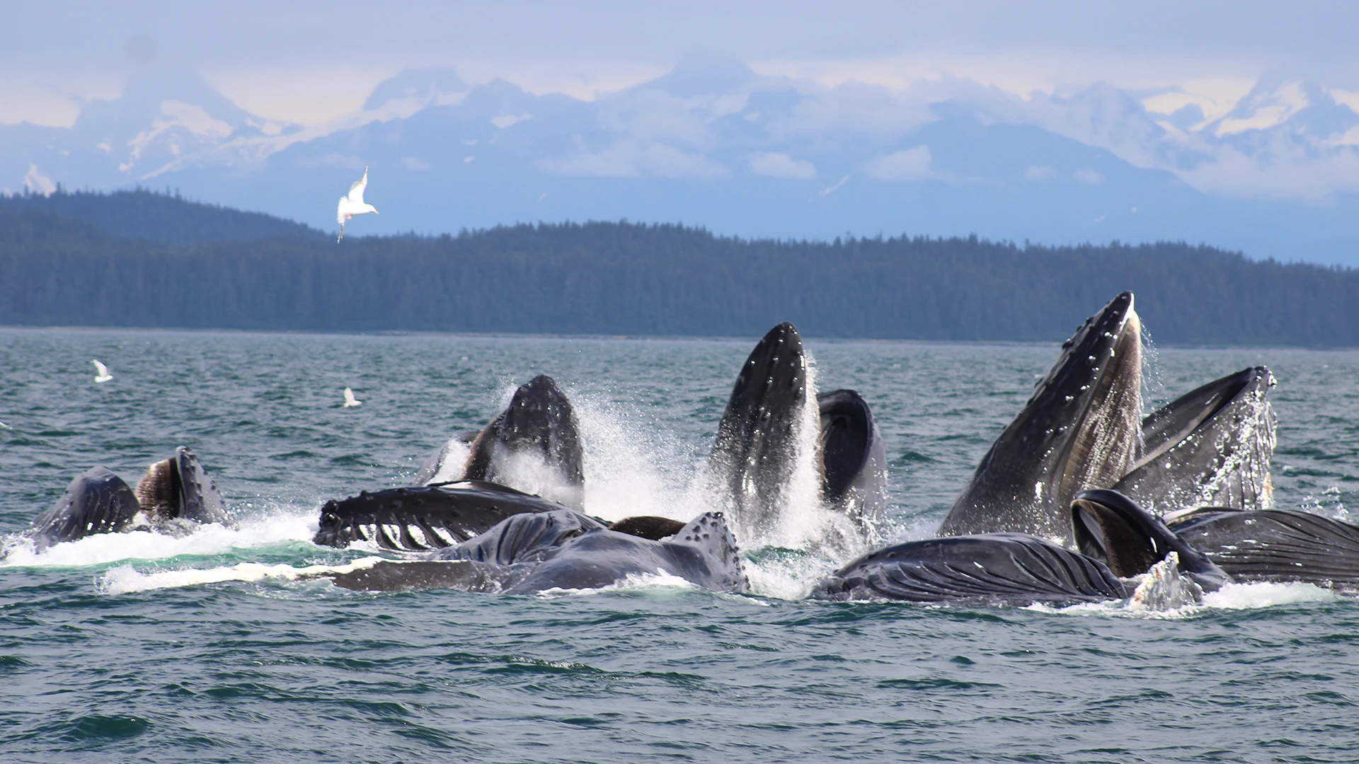 Whales Icy Strait Point Alaska