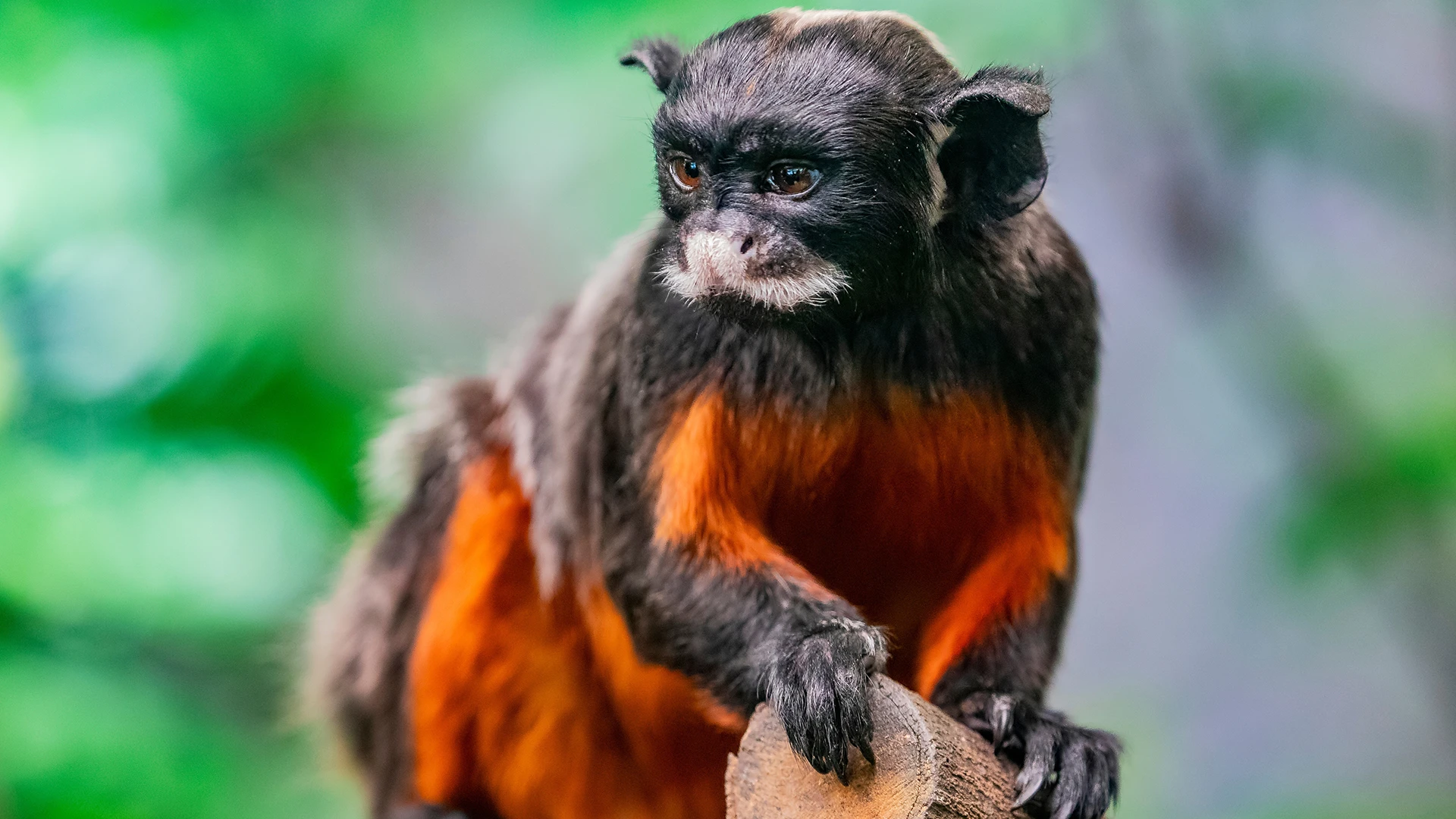 The White-lipped Tamarin