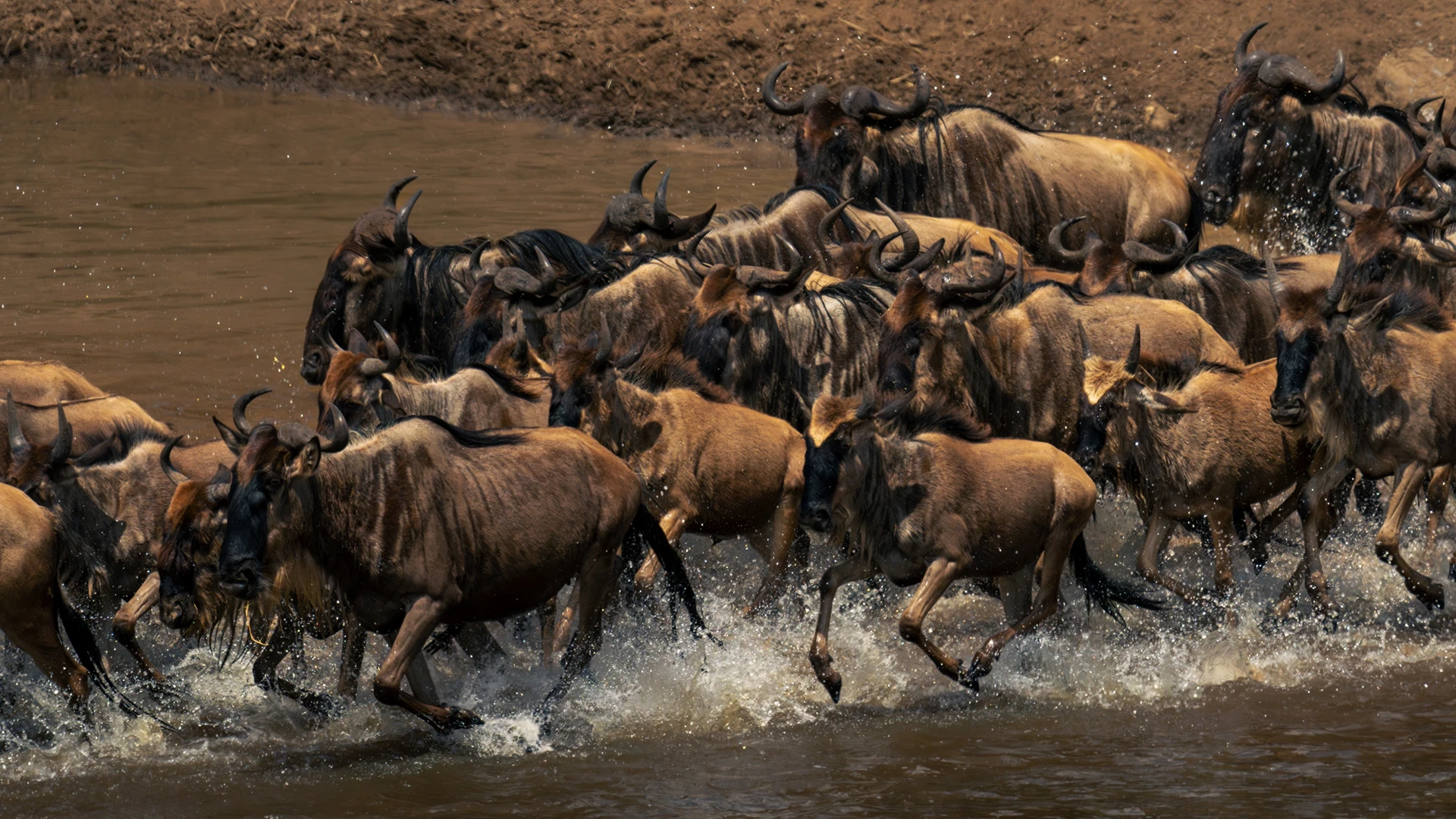 Wildebeest Serengeti National Park Tanzania