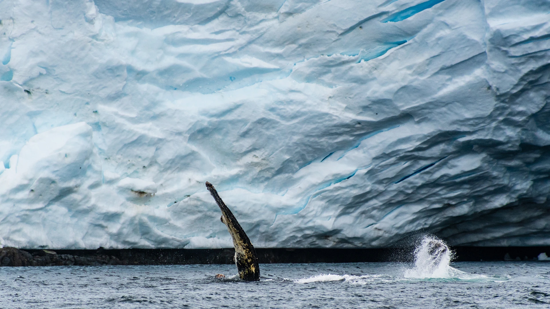 Wildlife in Antarctica