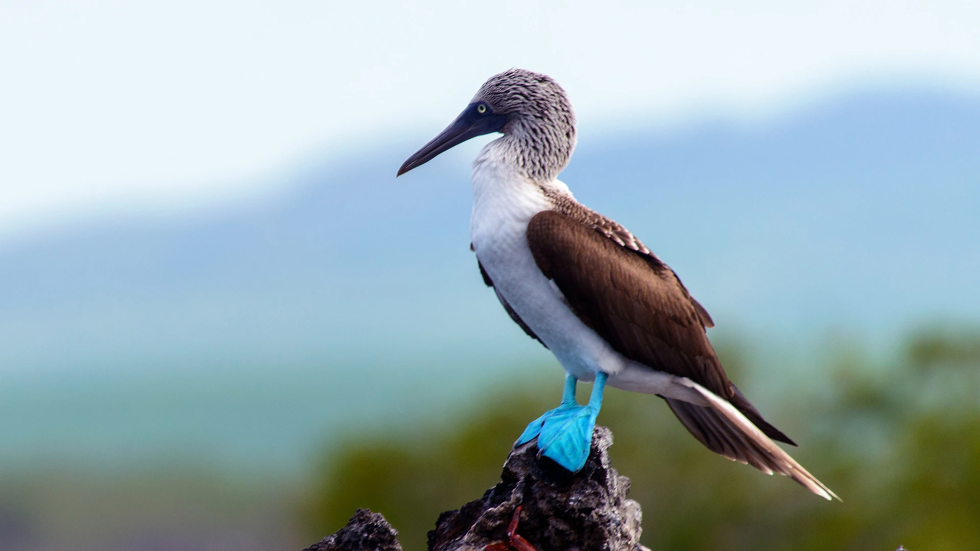 blue-footed boobie