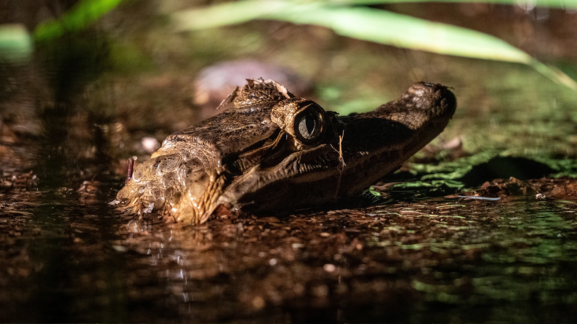 Amazon River Caiman