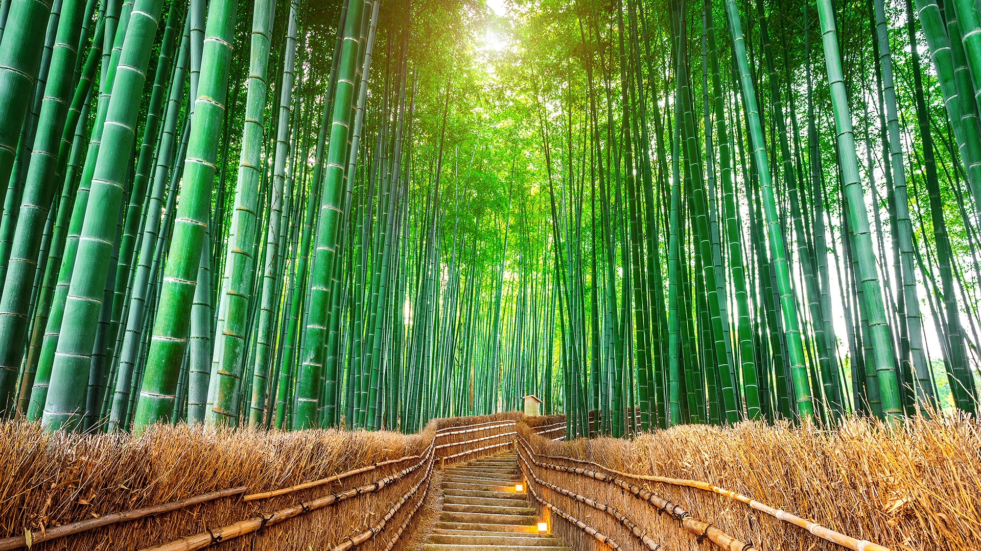 Arashiyama Bamboo Grove Kyoto Japan