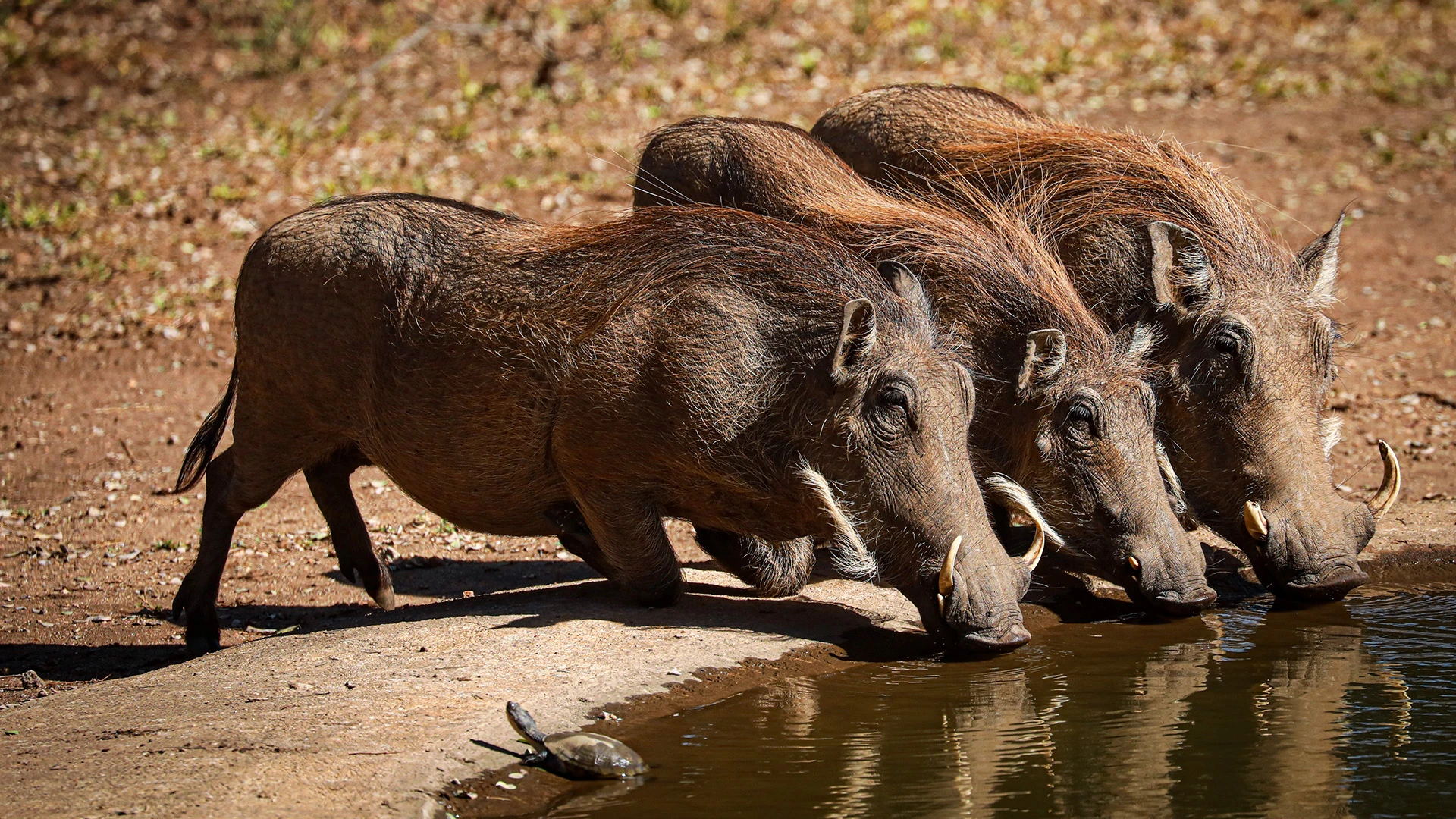 Boar Majete Wildlife Reserve Malawi