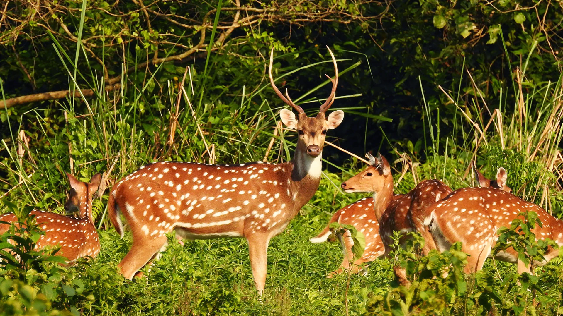 Chitwan National Park