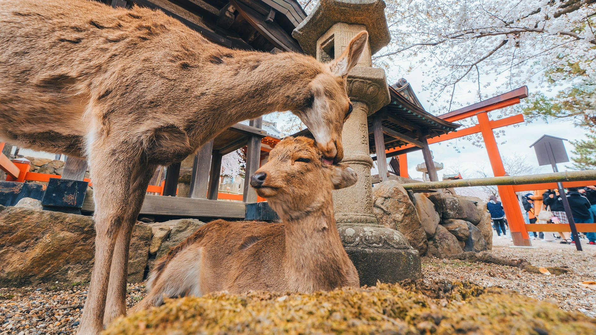 Deer Nara Japan
