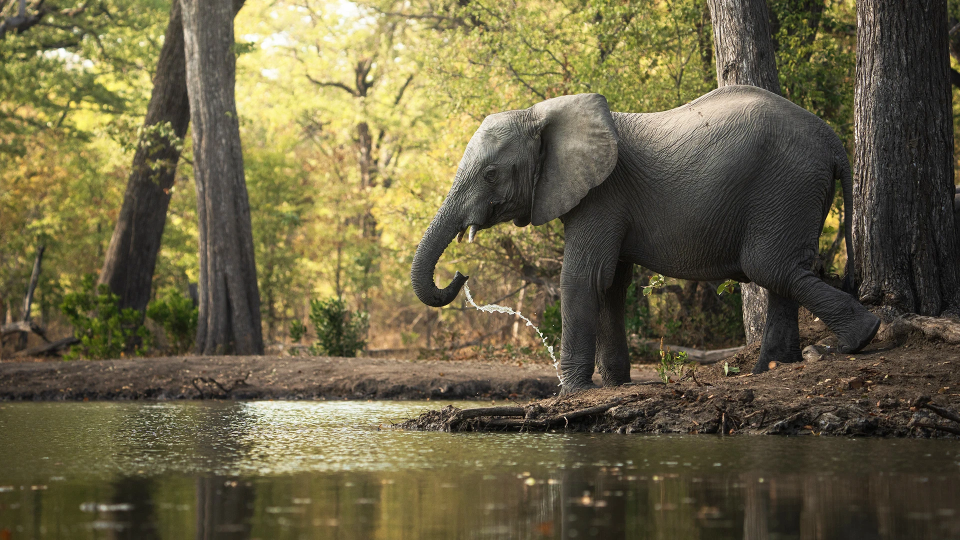 Elephant Drinking Water Liwonde National Park Malawi