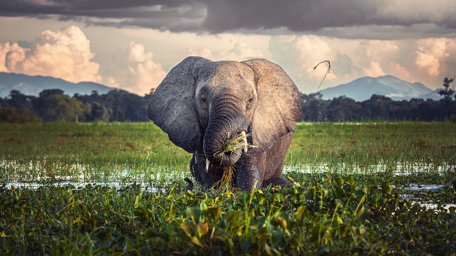 Southern Malawi Adventure: From Safari to Lake Malawi