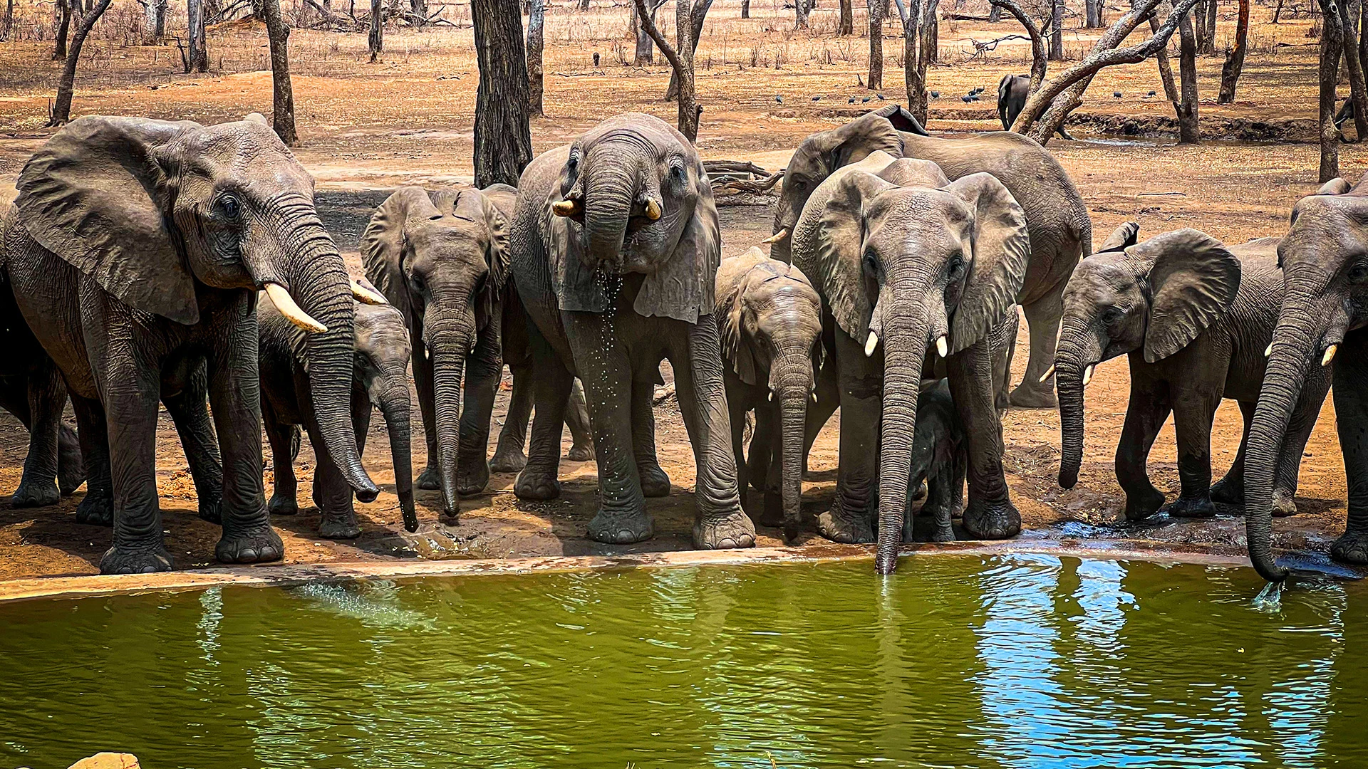Elephant Majete Wildlife Reserve Malawi