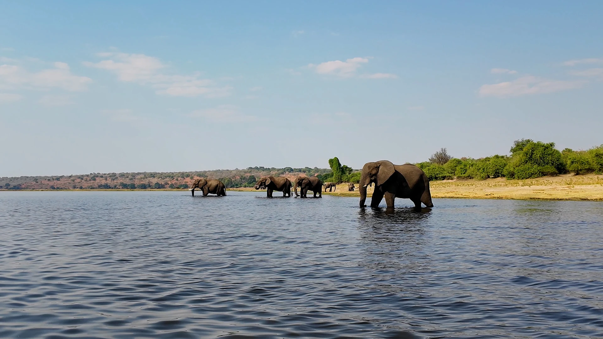 Elephants Kasane Botswana