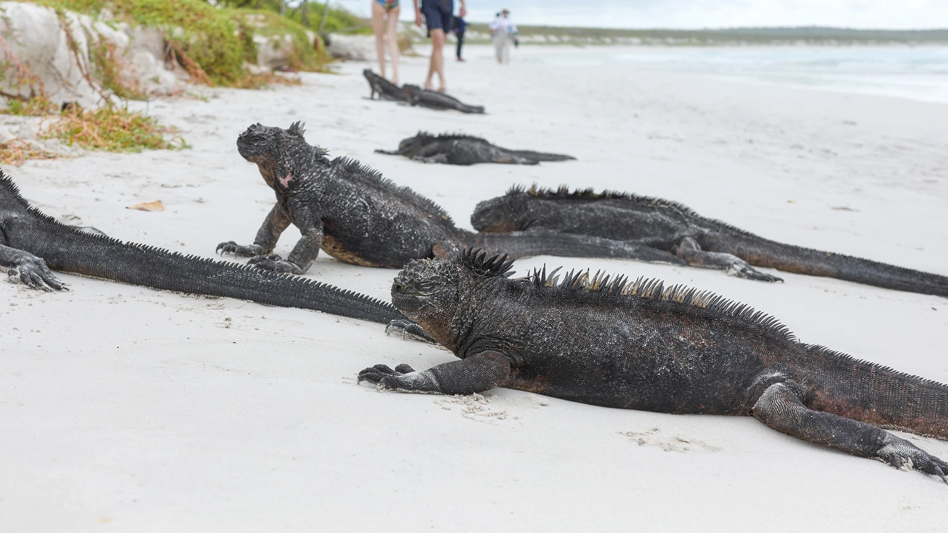 Galapagos Marine Iguanas