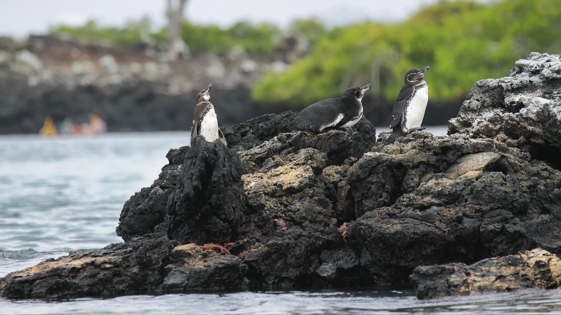 Galapagos Penguins