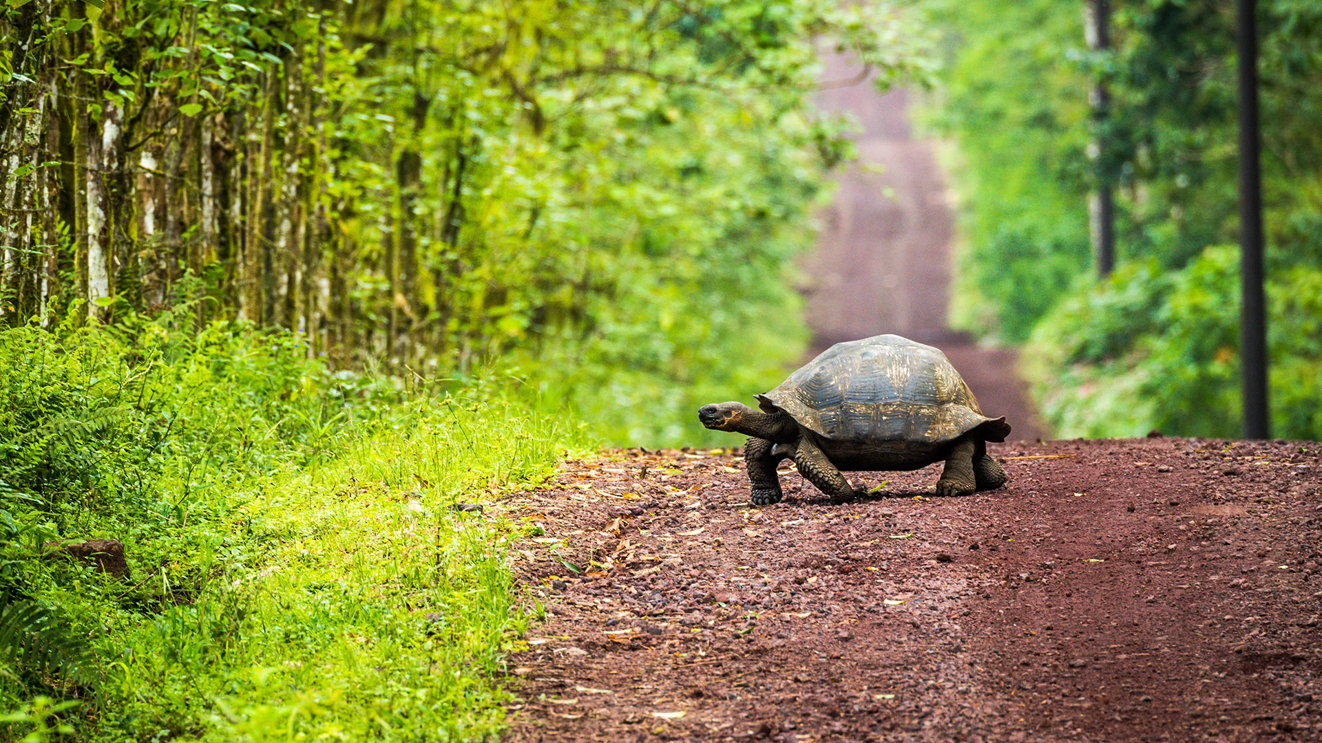 Giant Tortoise Galapagos
