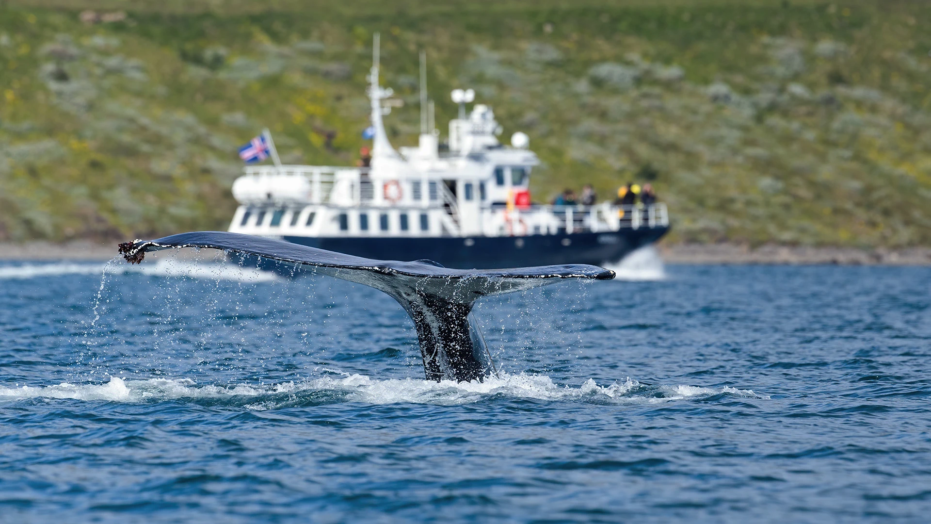 Humpback Whale Akureyri Iceland