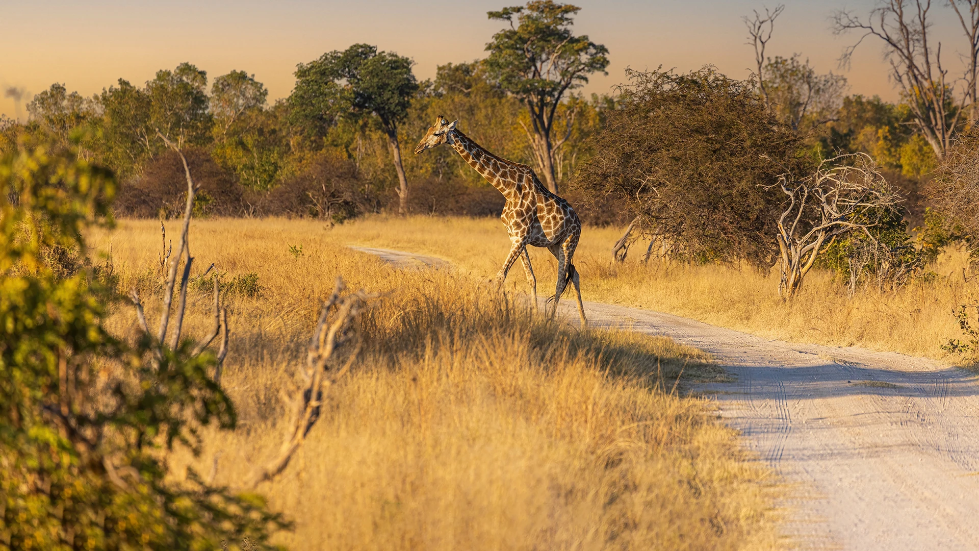 Hwange National Park