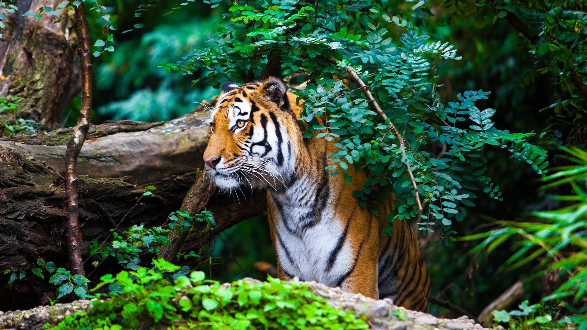 Kerala in Style: Backwaters, Tea Hills and Tigers