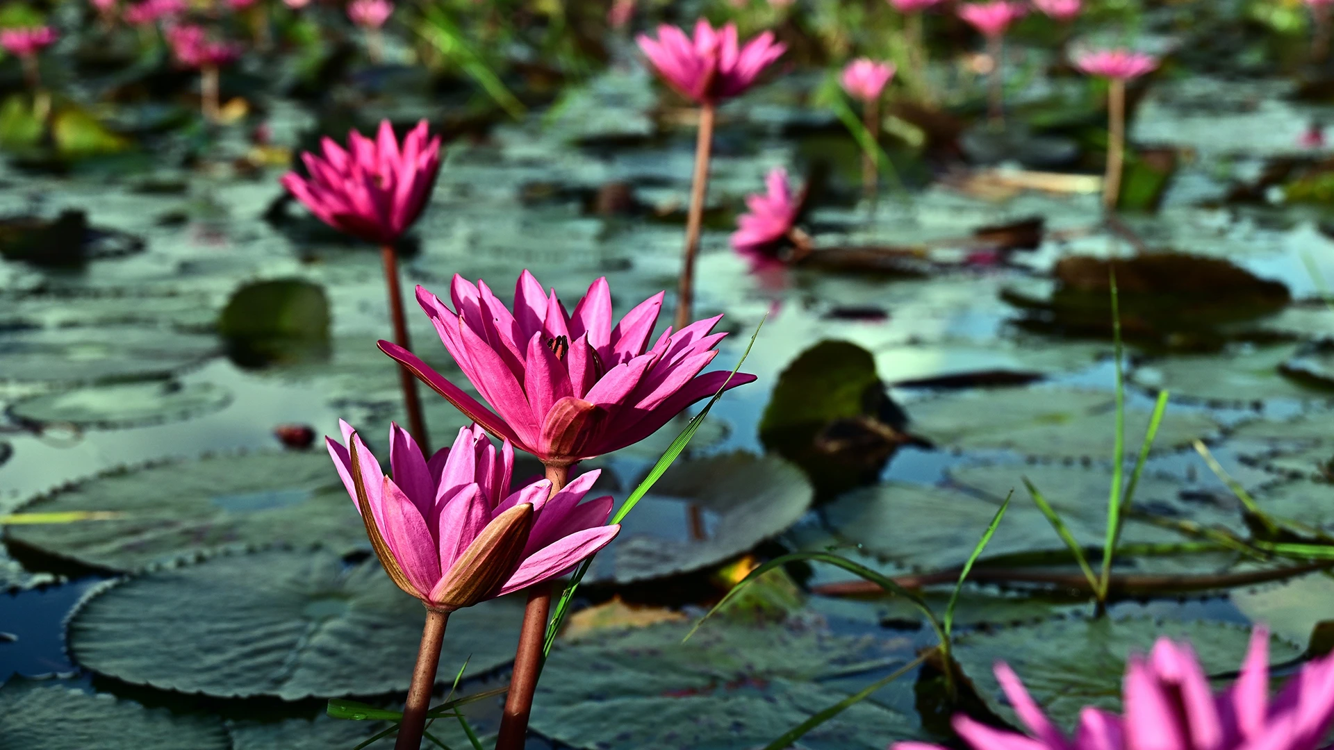 Kerala India