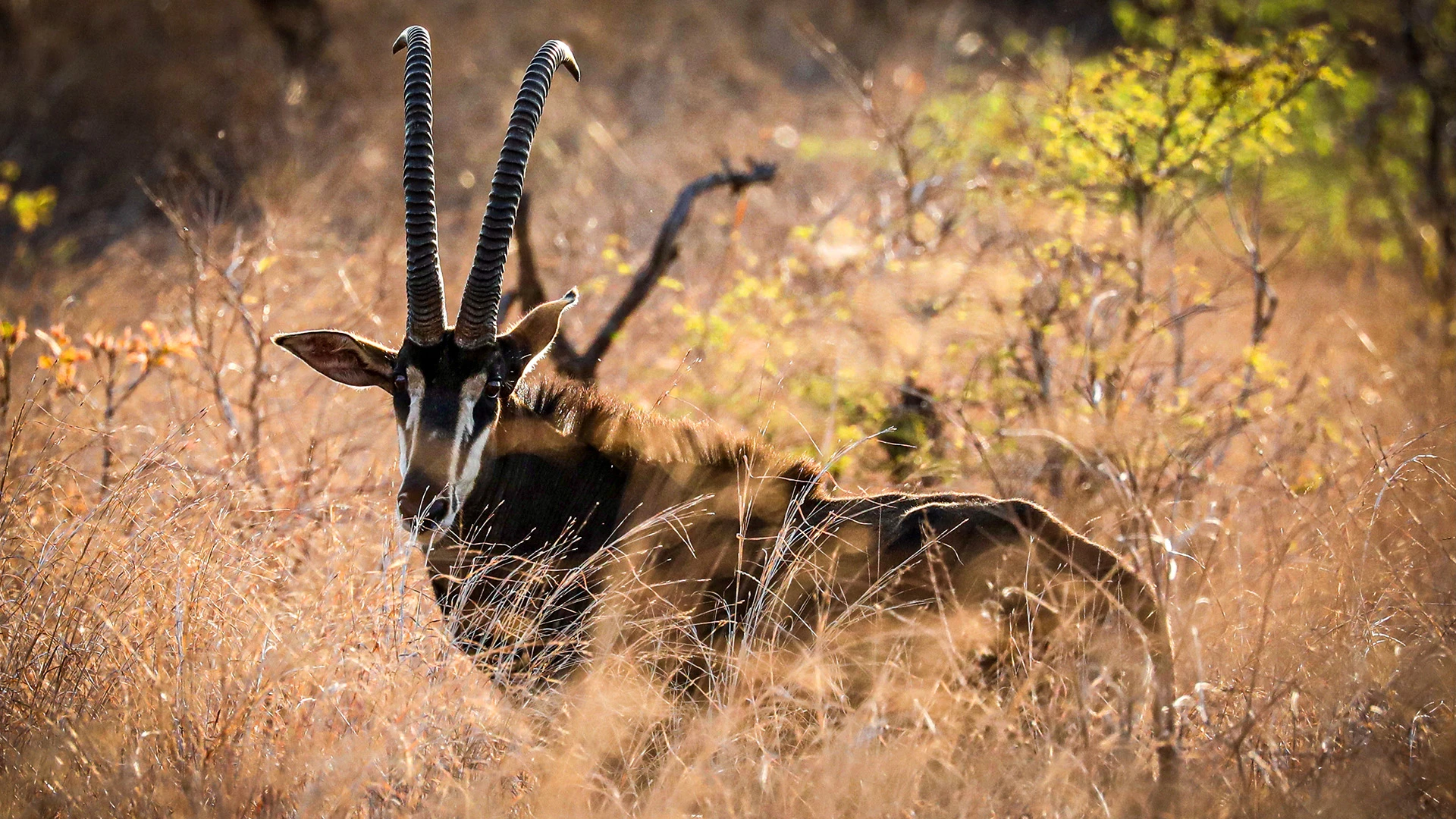 Kudu Majete Wildlife Reserve Malawi