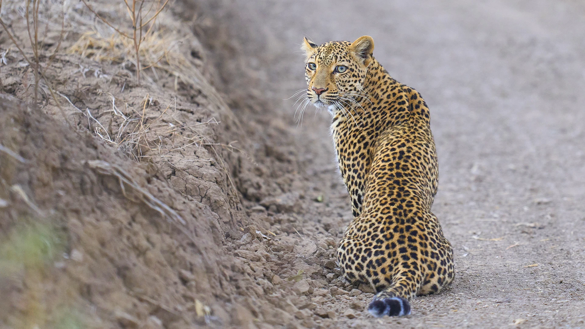Leopard South Luangwa National Park Zambia