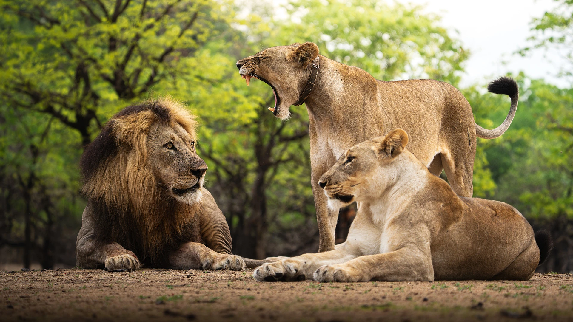 Lion Liwonde National Park Malawi