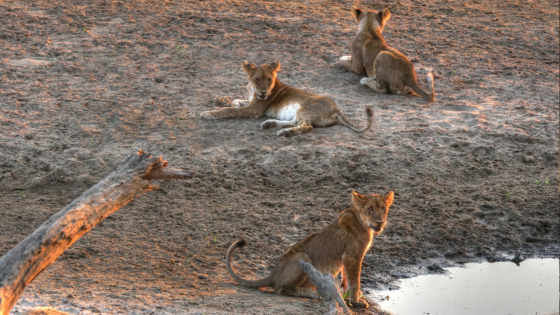 Majete Wildlife Reserve 