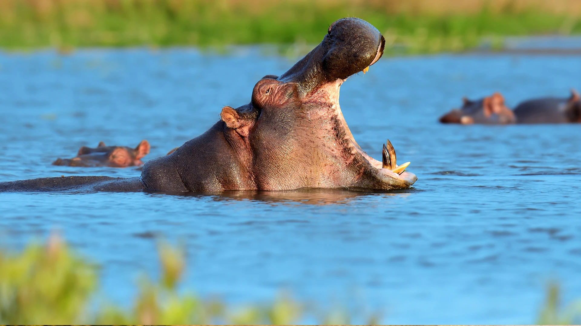 Mana Pools National Park