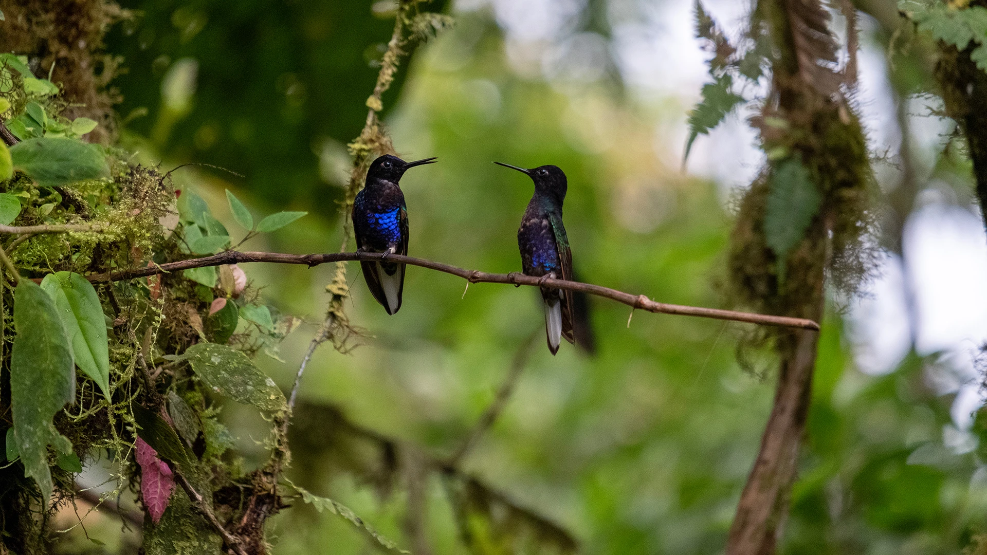 Mashpi Biodiversity Reserve Ecuador