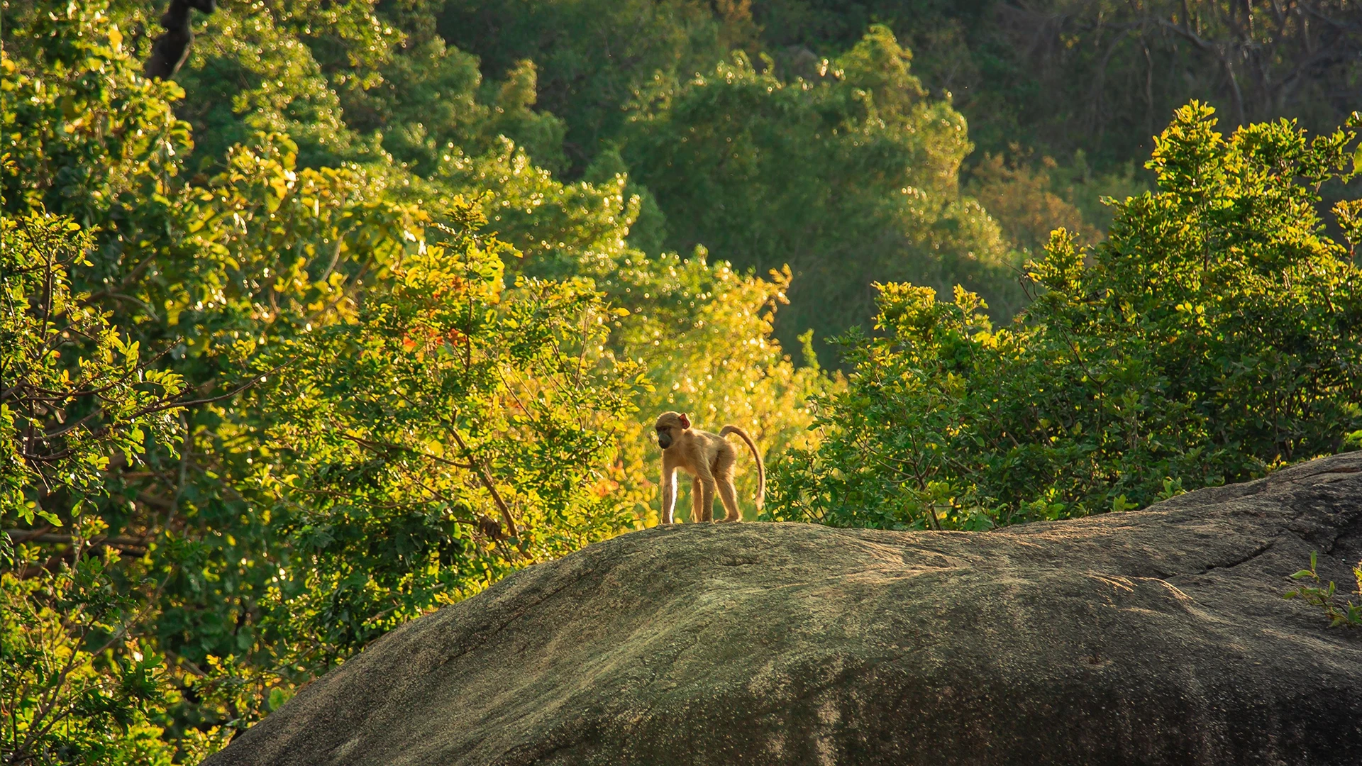Monkey looking out over Lake Malawi