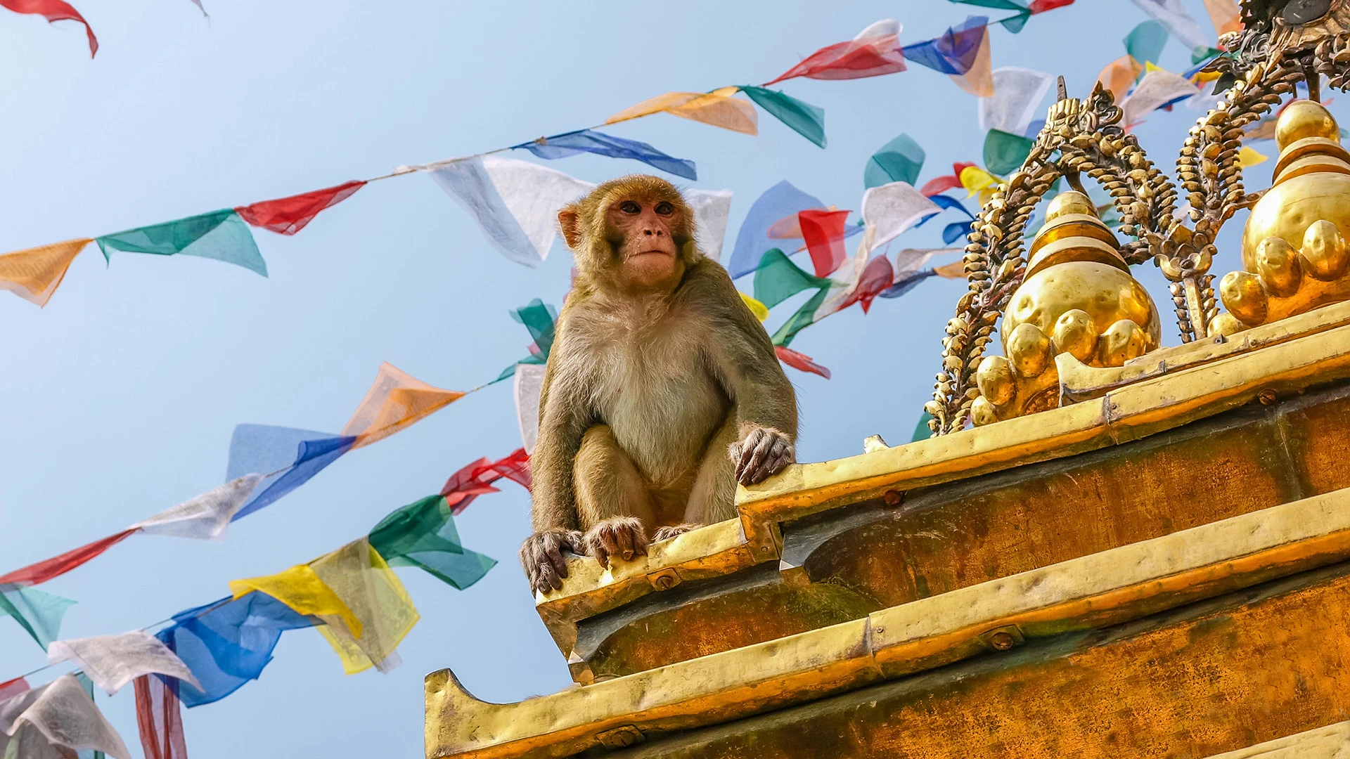 Monkey on Swayambhunath Stupa Kathmandu Nepal