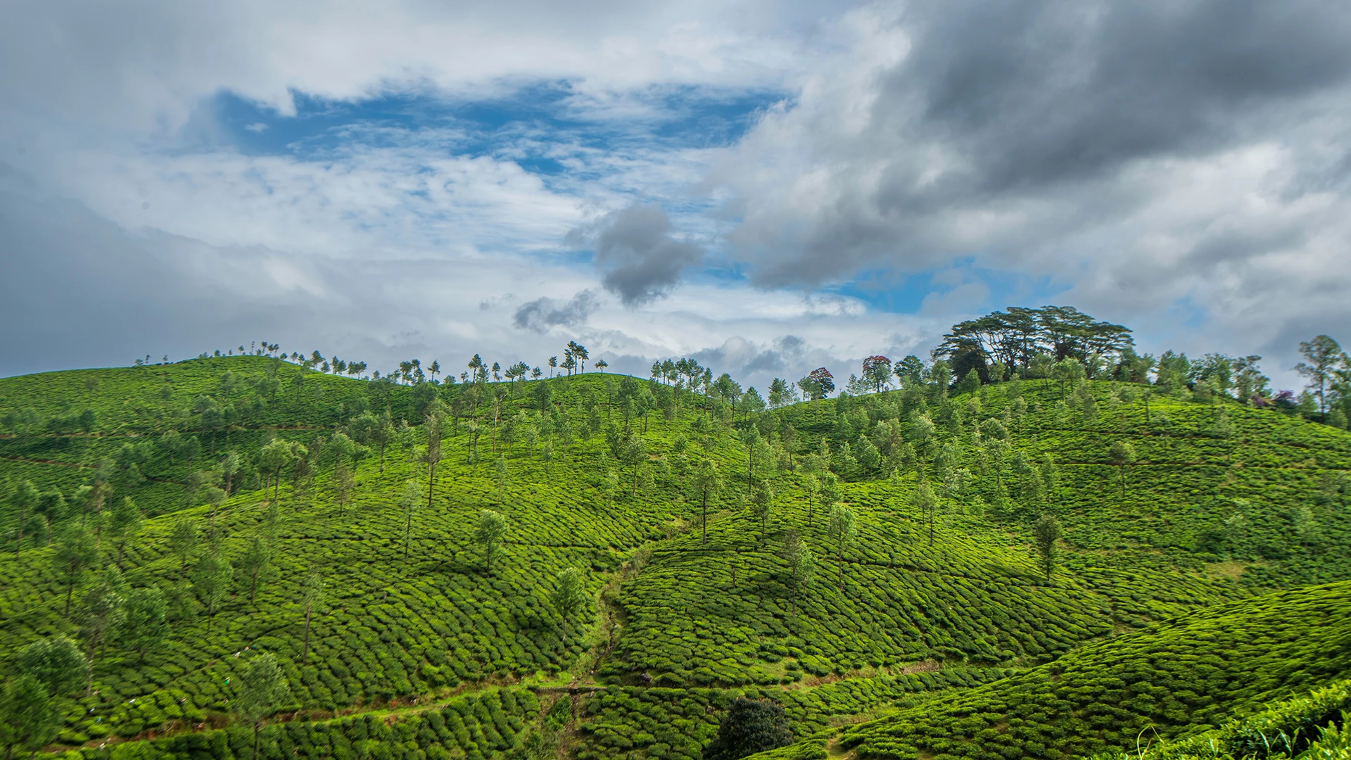 Munnar Kerala India