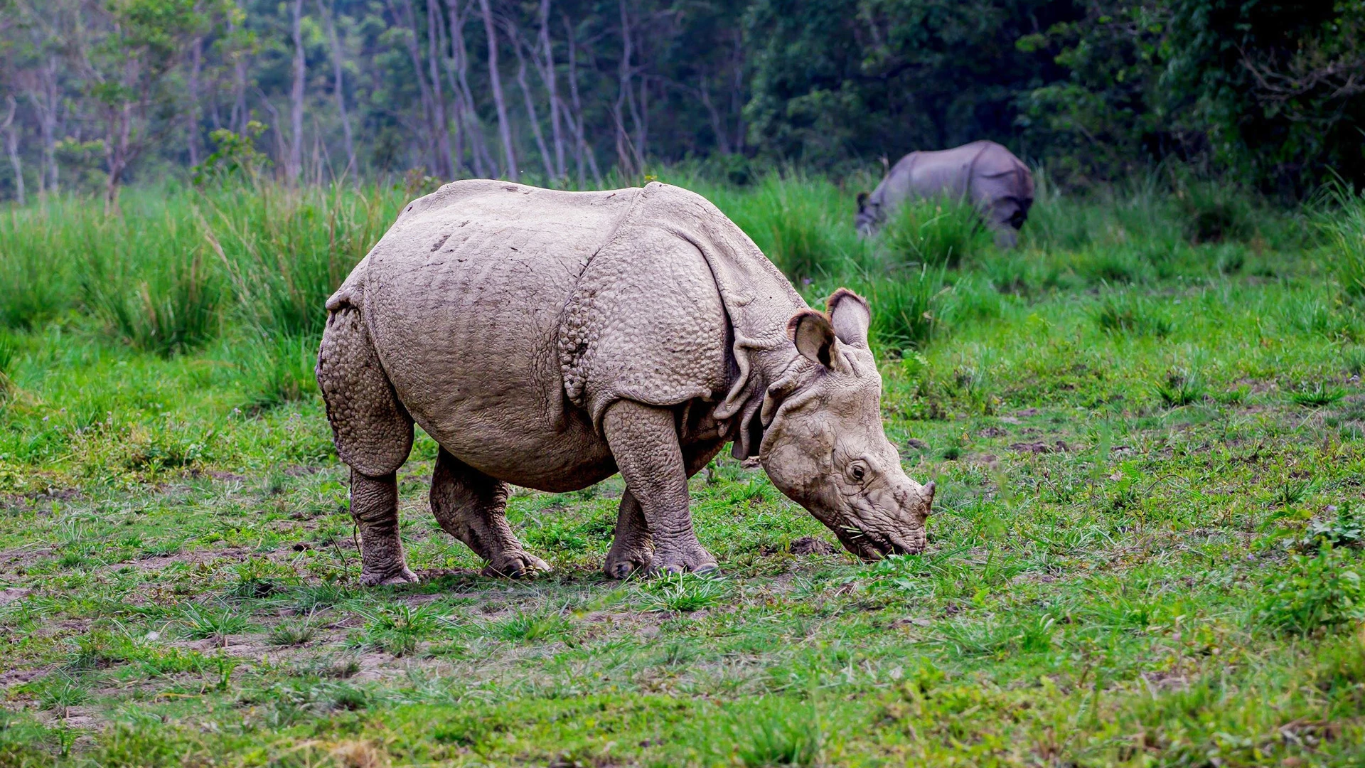 One-horned Rhinoceros