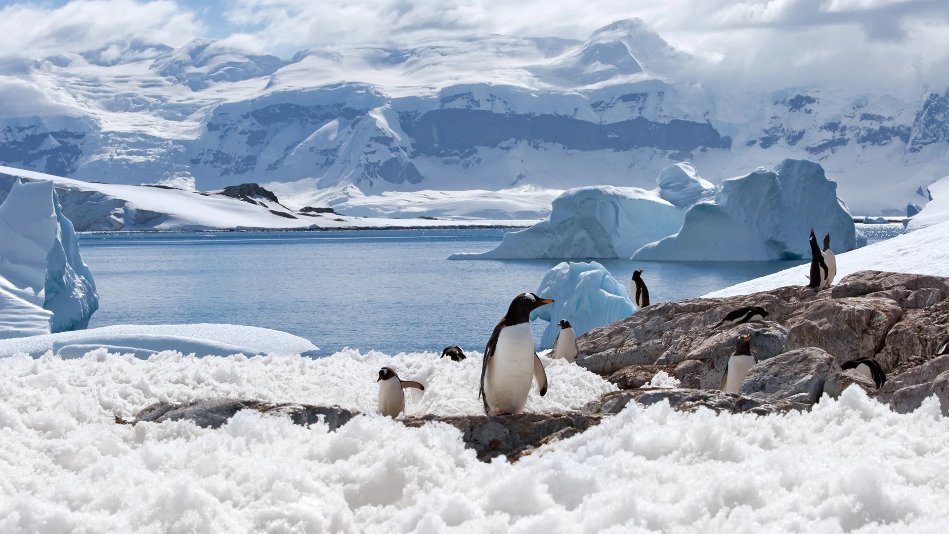 Penguin Colonies Antarctica