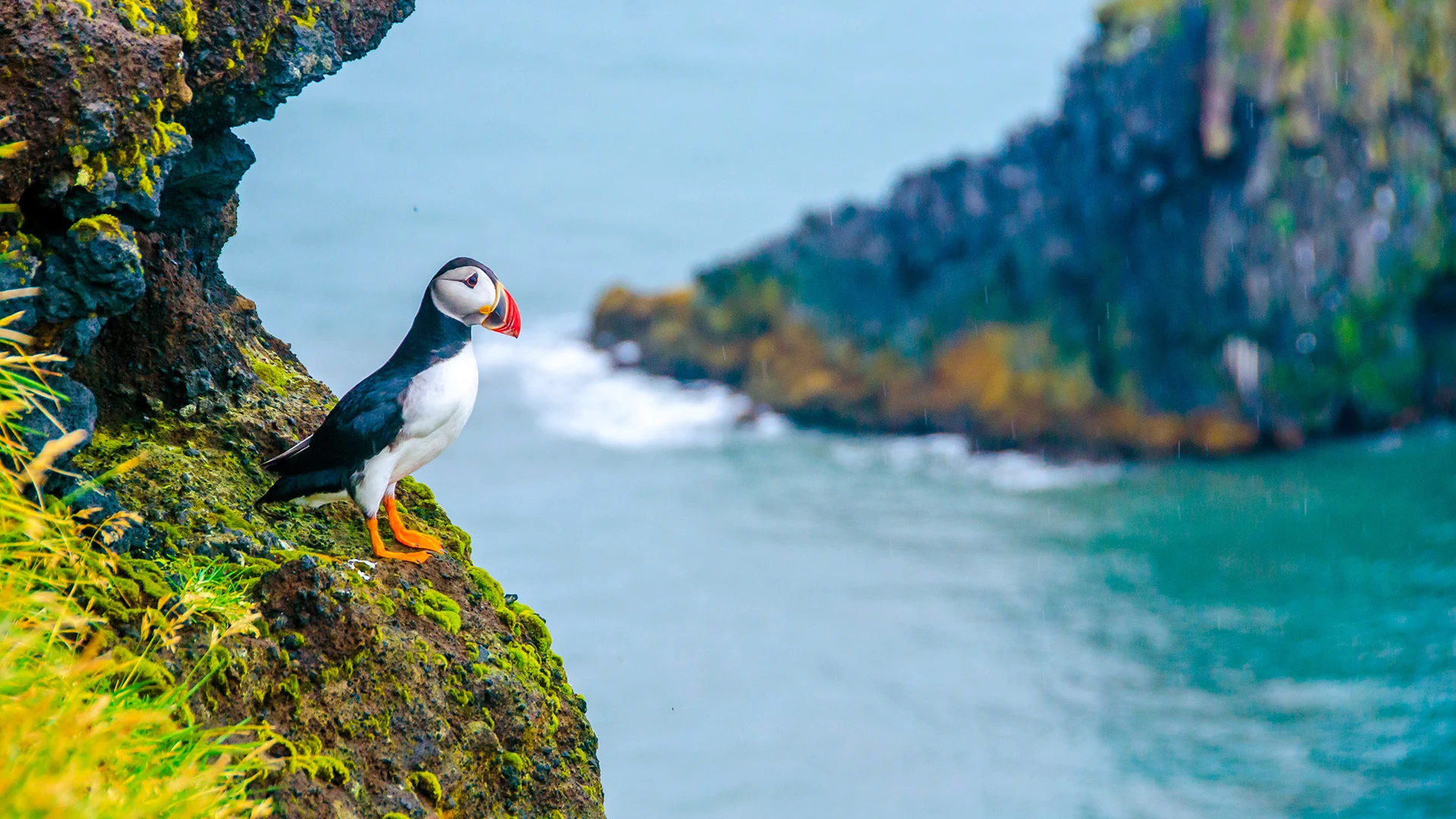 Puffin Iceland