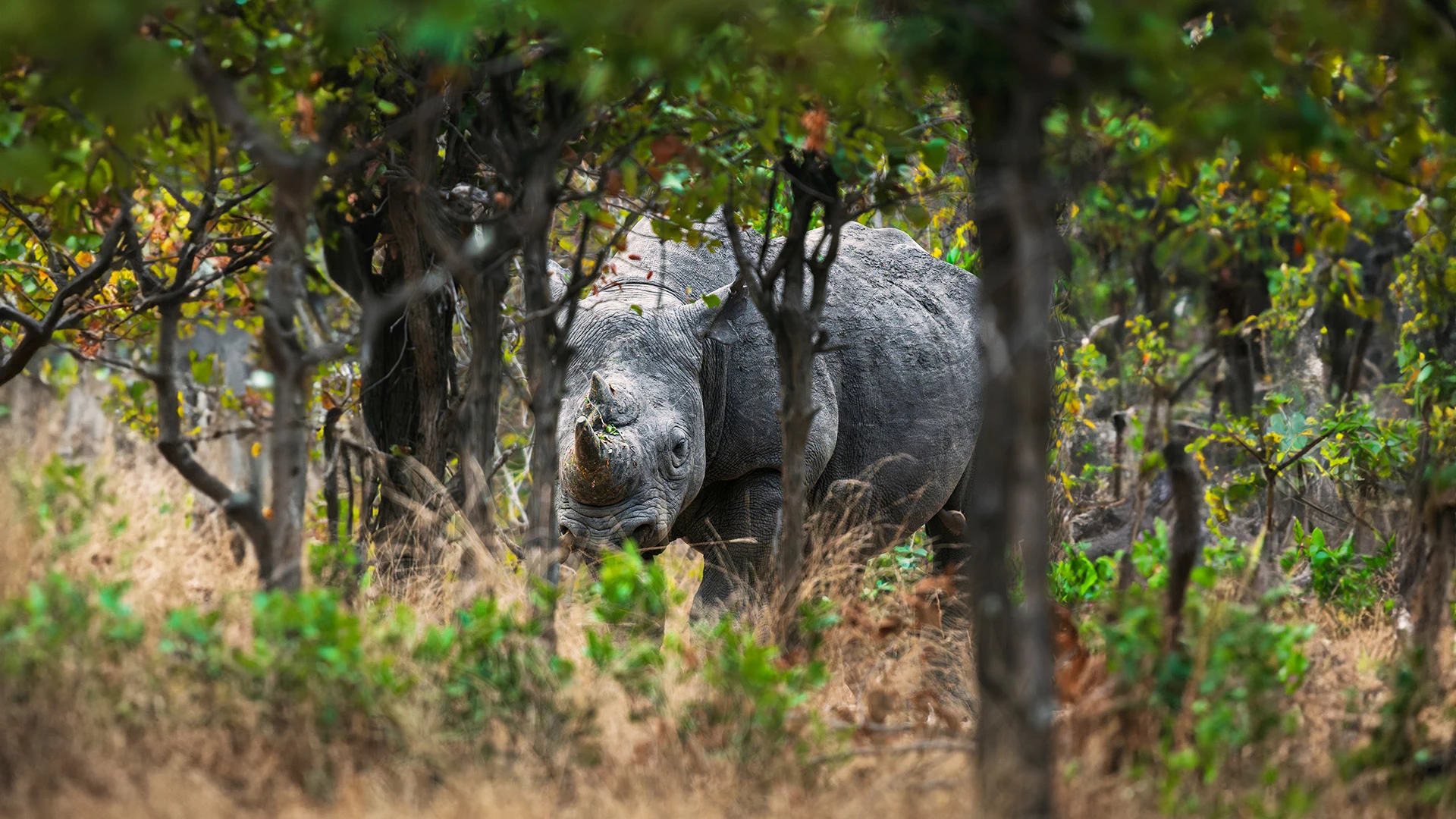 Rhino Liwonde National Park Malawi