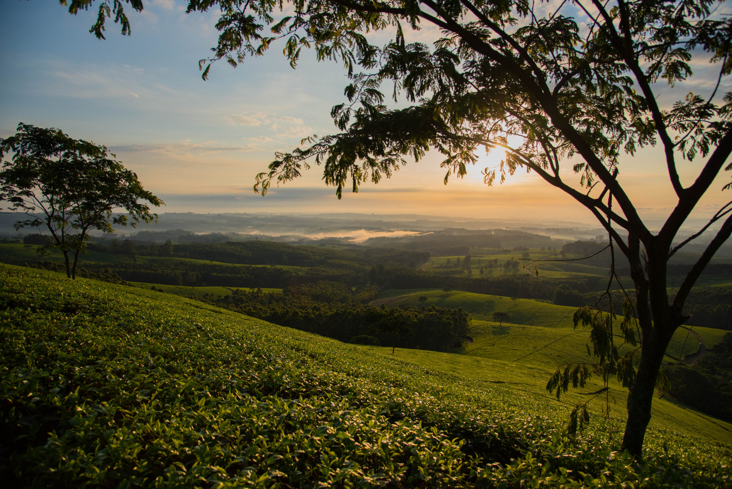 Satemwa Tea Estate Malawi