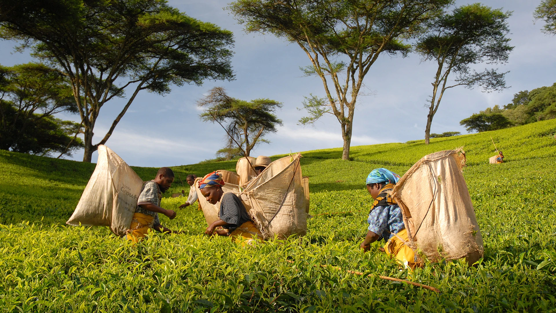 Satemwa Tea Estate Malawi
