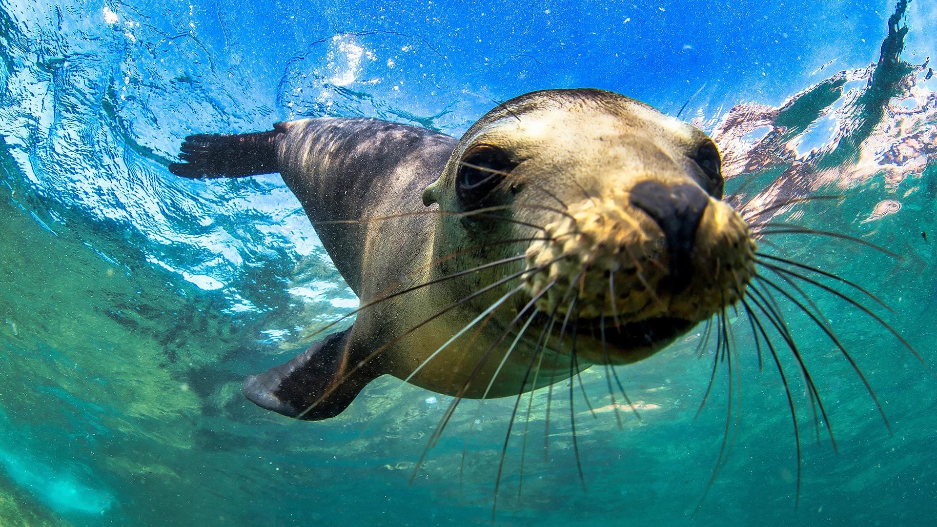 Seal Galapagos