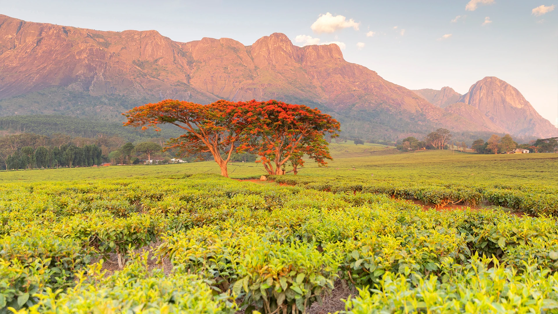 Tea Malawi - Summer